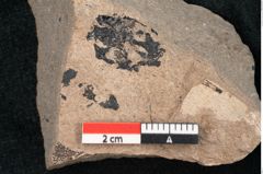 Foto (Detailansicht) von Sequoia hardtii Endl. (NHMW-GEO-2024-0188-8239)